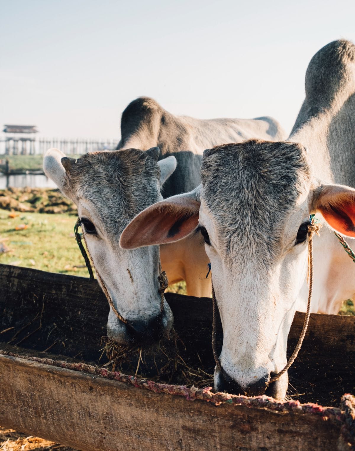 Alimento de engorde para ganado importación a europa desde Colombia