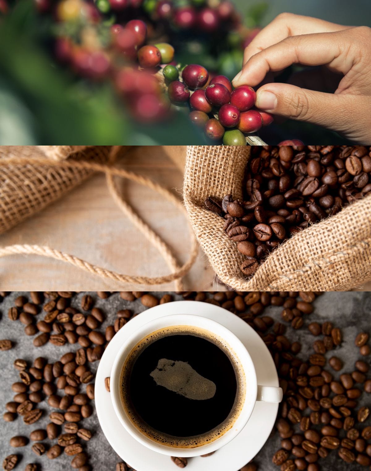 Importadora de café de Colombia en europa